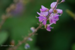 Uraria rufescens
